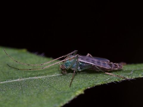 Aquatic midge