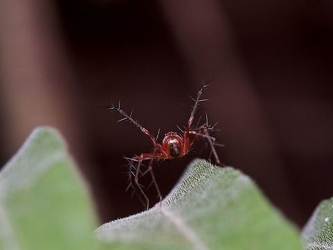Red lynx spider  Araneomorph spiders,Araneomorphae,Fall,Geotagged,Insects,Lynx spider,Malaysia,oxyopes