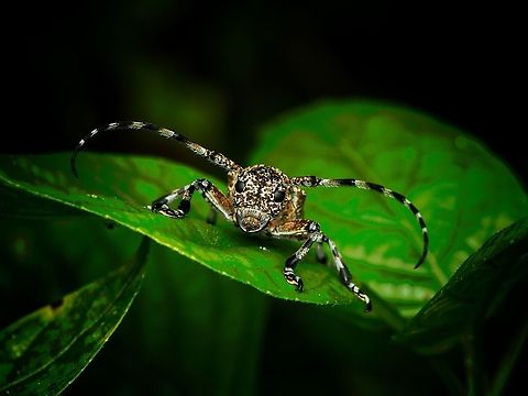 Leopard spot longhorn beetle Coptops leucostictica Coptops leucostictica,Geotagged,Longhorn beetle,Malaysia,Spotted Longhorn beetle,Spring