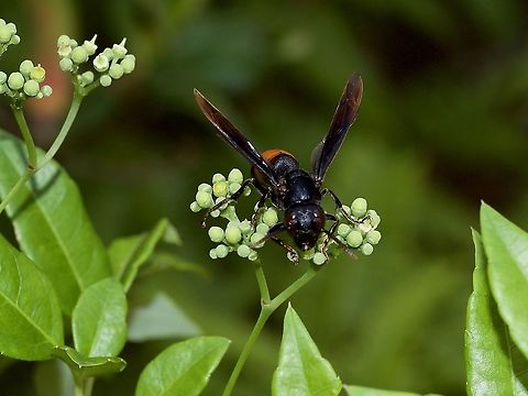 Greater banded hornet