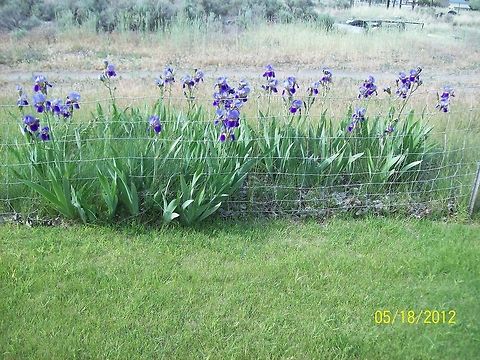 beautiful purple iris the beautiful purple iris in my front yard along the fence line. Iris germanica