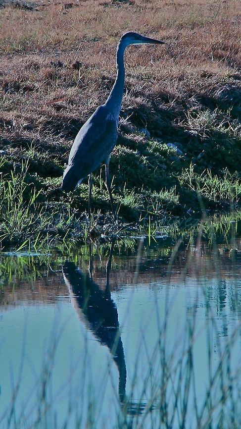 Crane in the Columbia River  A Crain and his reflection in the Columbia River. Ardea herodias,Great Blue Heron
