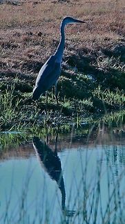 Crane in the Columbia River  A Crain and his reflection in the Columbia River. Ardea herodias,Great Blue Heron