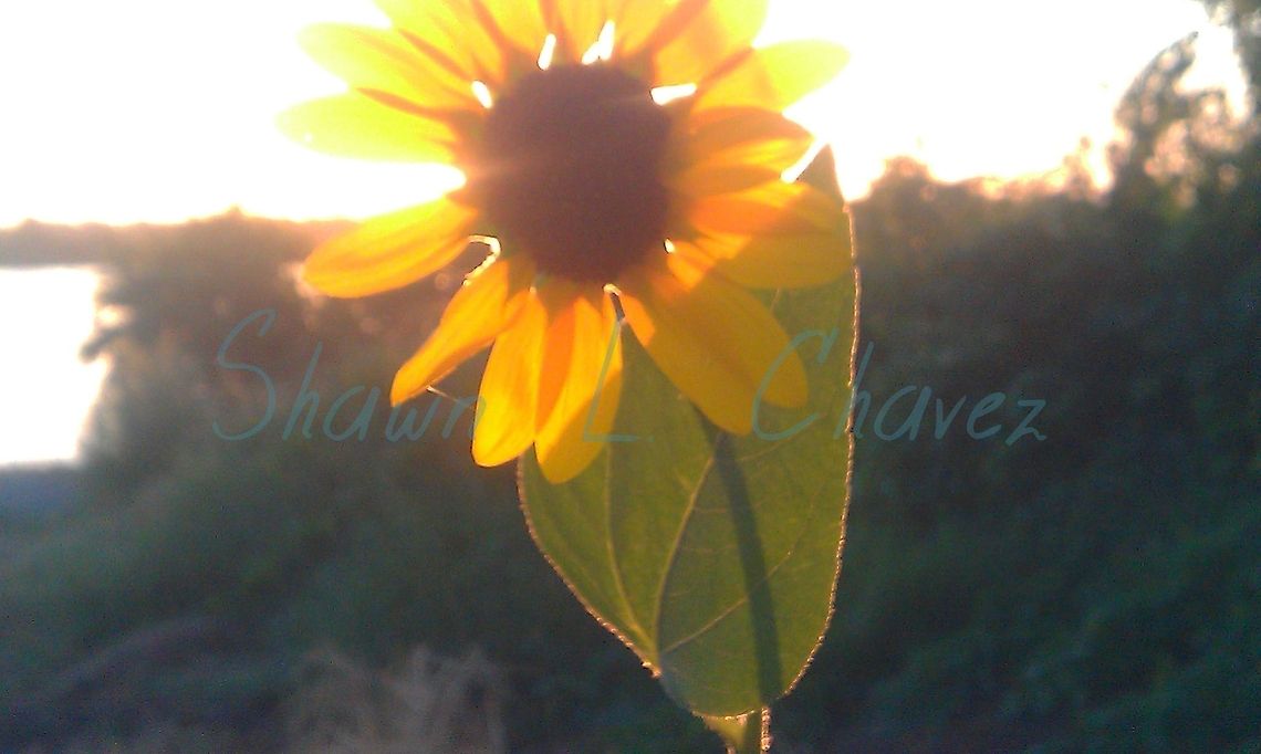 IMAG0298_(2) Summer sunflower out in the yard.