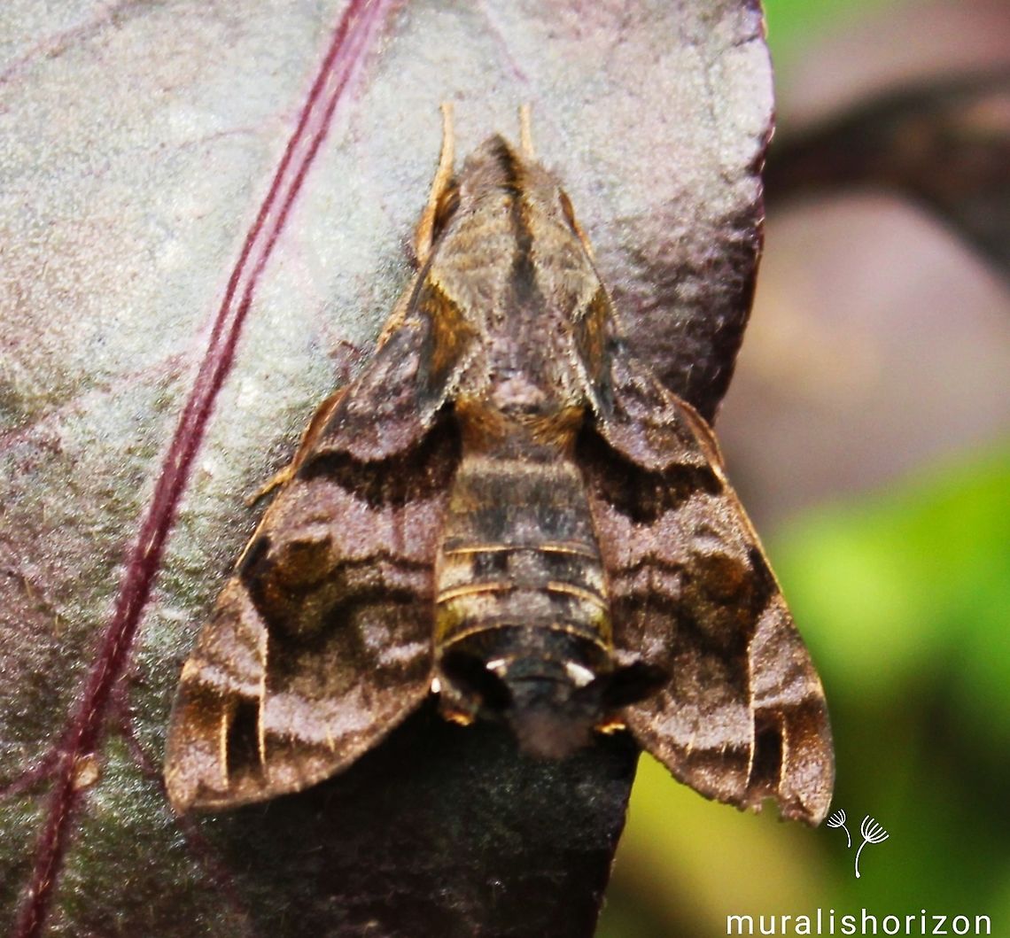 Macroglossum pyrrhosticta Macroglossum pyrrhosticta<br />
Or Maile pilau hornworm<br />
Or Burnt-spot hummingbird hawkmoth Geotagged,India,Macroglossum pyrrhosticta