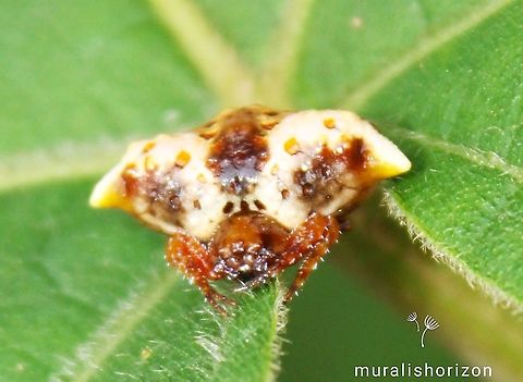 Genus Pasilobus  Fall,Geotagged,India