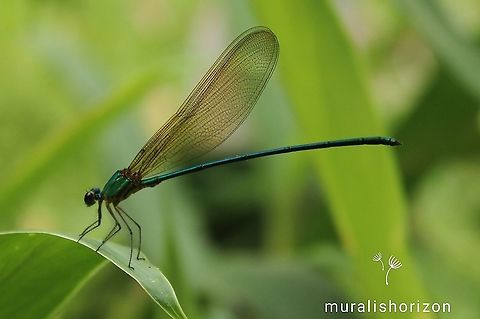Vestalis gracilis  #Vestalisgracilis,Clear-winged forest glory,Fall,Geotagged,India,Vestalis gracilis