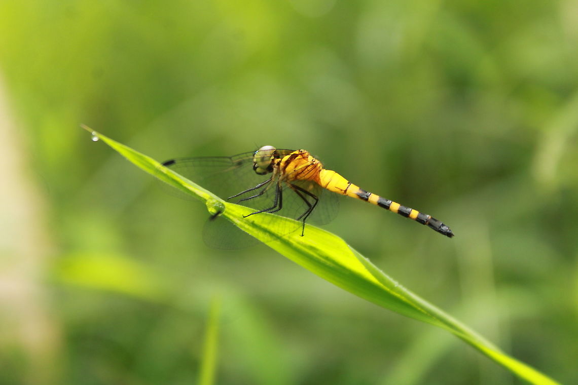 Epithemis mariae Epithemis mariae or Rubytailed Hawklet is a species of dragonfly in the family Libellulidae. It is endemic to the Western Ghats, India. This one shoot is a female specie #epithemismariae,Epithemis mariae,Geotagged,India,Summer
