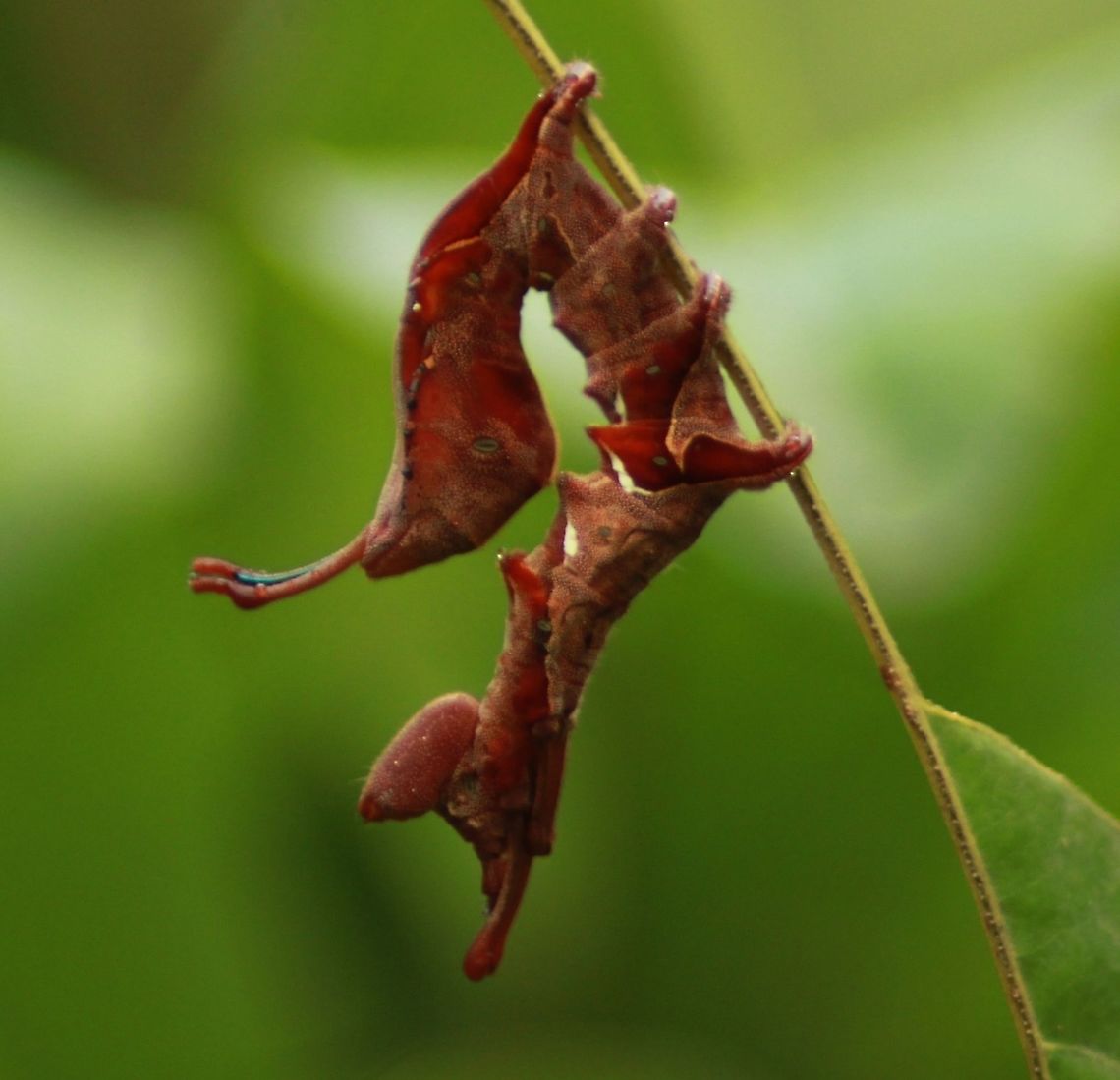 Stauropus alternus or the lobster caterpillar Stauropus alternus, the lobster caterpillar, lobster moth or crab caterpillar, is a moth of the family Notodontidae. Here the specie was found munching the Nephelium lappaceum or the rambutan leaves. It has a unique mimicking like snake head in its tail, to stay away from its predators! Geotagged,India,Lobster caterpillar,Stauropus alternus,Summer