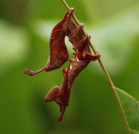 Stauropus alternus or the lobster caterpillar Stauropus alternus, the lobster caterpillar, lobster moth or crab caterpillar, is a moth of the family Notodontidae. Here the specie was found munching the Nephelium lappaceum or the rambutan leaves. It has a unique mimicking like snake head in its tail, to stay away from its predators! Geotagged,India,Lobster caterpillar,Stauropus alternus,Summer