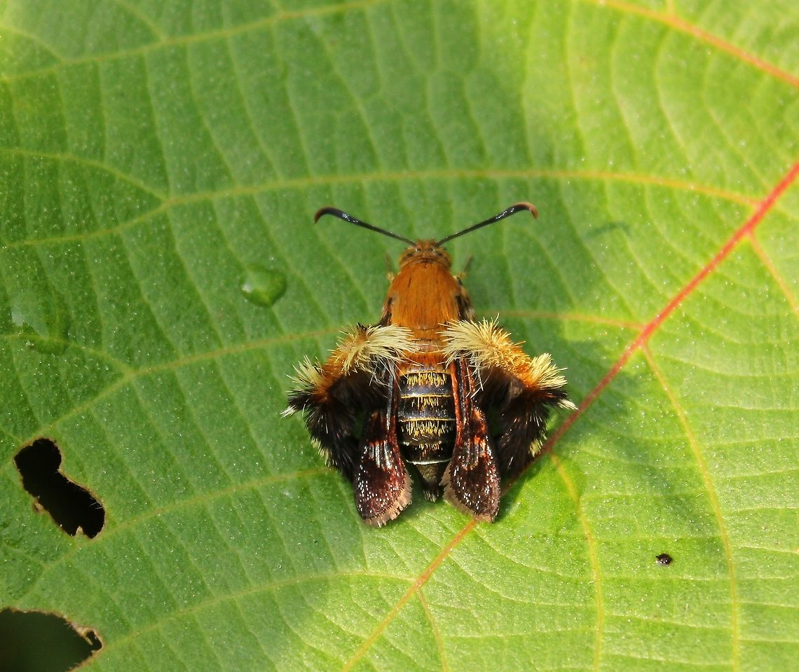 Melittia sangaica  Geotagged,India,Melittia sangaica,Spring