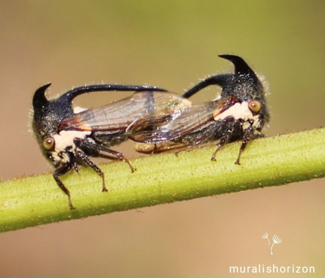 Mating pair of Leptocentrus moringae Found this mating pair of Leptocentrus moringae or Tri Horned Treehoppers on Nephelium lappaceum or Rambutan plant in our agricultural field Geotagged,India,Leptocentrus moringae,LeptocentrusMoringae,Matingpair,Spring,TriHornedTreehopper