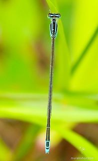 Enallagma exsulans or Stream Bluet Enallagma exsulans or Stream Bluet found in the Arecanut plantation Enallagma exsulans,Geotagged,India,Spring,Stream bluet