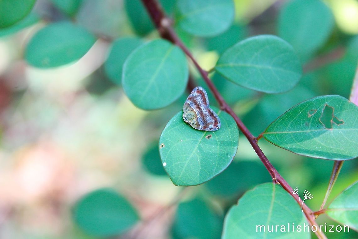 Genus Ricania Found this Genus Ricania in the arecanut plantation Geotagged,India,Ricania,Spring