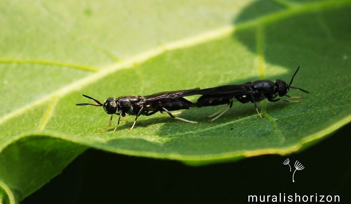 Mating pair of Black Soldier Fly or Hermetia illucens  Geotagged,Hermetia illucens,India,Spring