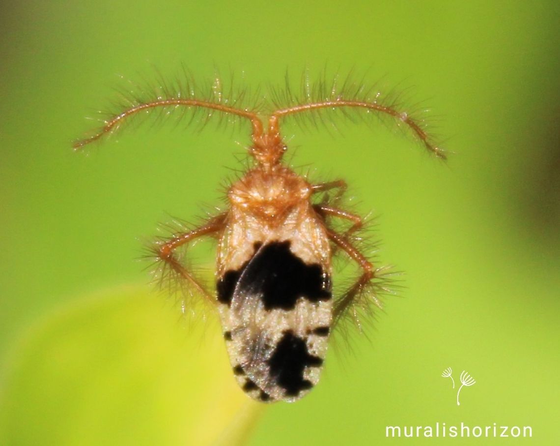 Holoptilinae or Feather-legged bug or Ant wolf Holoptilinae or Feather-legged bug or Ant wolf found in agricultural field Antwolf,Feather legged bug,Geotagged,Holoptilinae,India,Spring