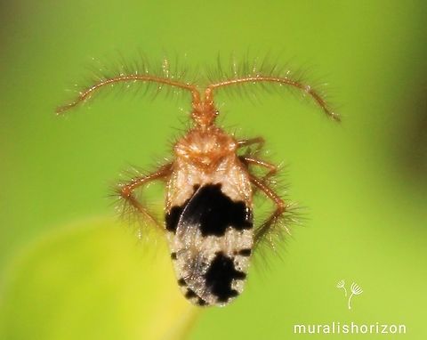 Holoptilinae or Feather-legged bug or Ant wolf Holoptilinae or Feather-legged bug or Ant wolf found in agricultural field Antwolf,Feather legged bug,Geotagged,Holoptilinae,India,Spring