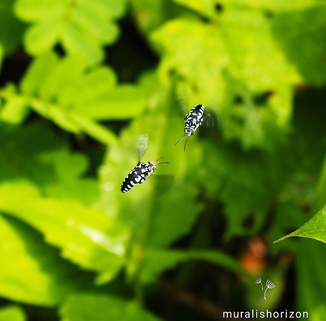 Genus Thyreus or Cloak-and-Dagger Bees Genus Thyreus or Cloak-and-Dagger Bees found in our home garden Genus Thyreus,Geotagged,India,genusthyreus or cloakanddaggerbee