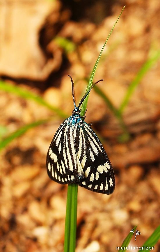 Cyclosia papilionaris or Drury's jewel moth Found this shining Drury&#039;s jewel moth or Cyclosia papilionaris in the agricultural field! Cyclosia papilionaris,Moth Week 2020,cyclosiapapilionaris,drurysjewelmoth