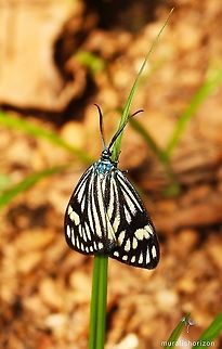 Cyclosia papilionaris or Drury's jewel moth Found this shining Drury's jewel moth or Cyclosia papilionaris in the agricultural field! Cyclosia papilionaris,Moth Week 2020,cyclosiapapilionaris,drurysjewelmoth