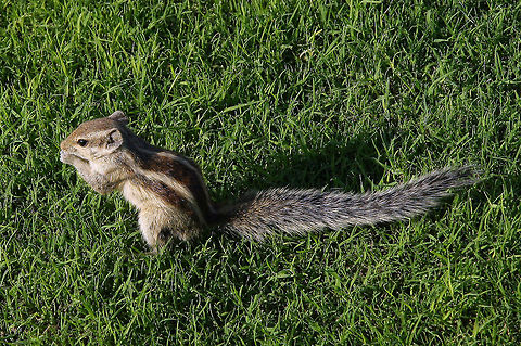 Squirrel  Funambulus palmarum,Indian palm squirrel,Squirrel