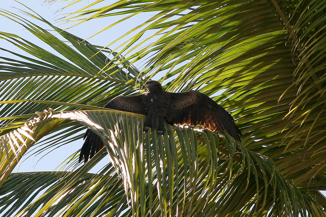 IMG_1454  Black kite,Milvus migrans