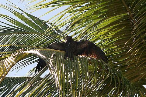 IMG_1454  Black kite,Milvus migrans