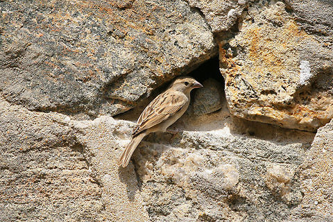 IMG_9897  House Sparrow,Passer domesticus