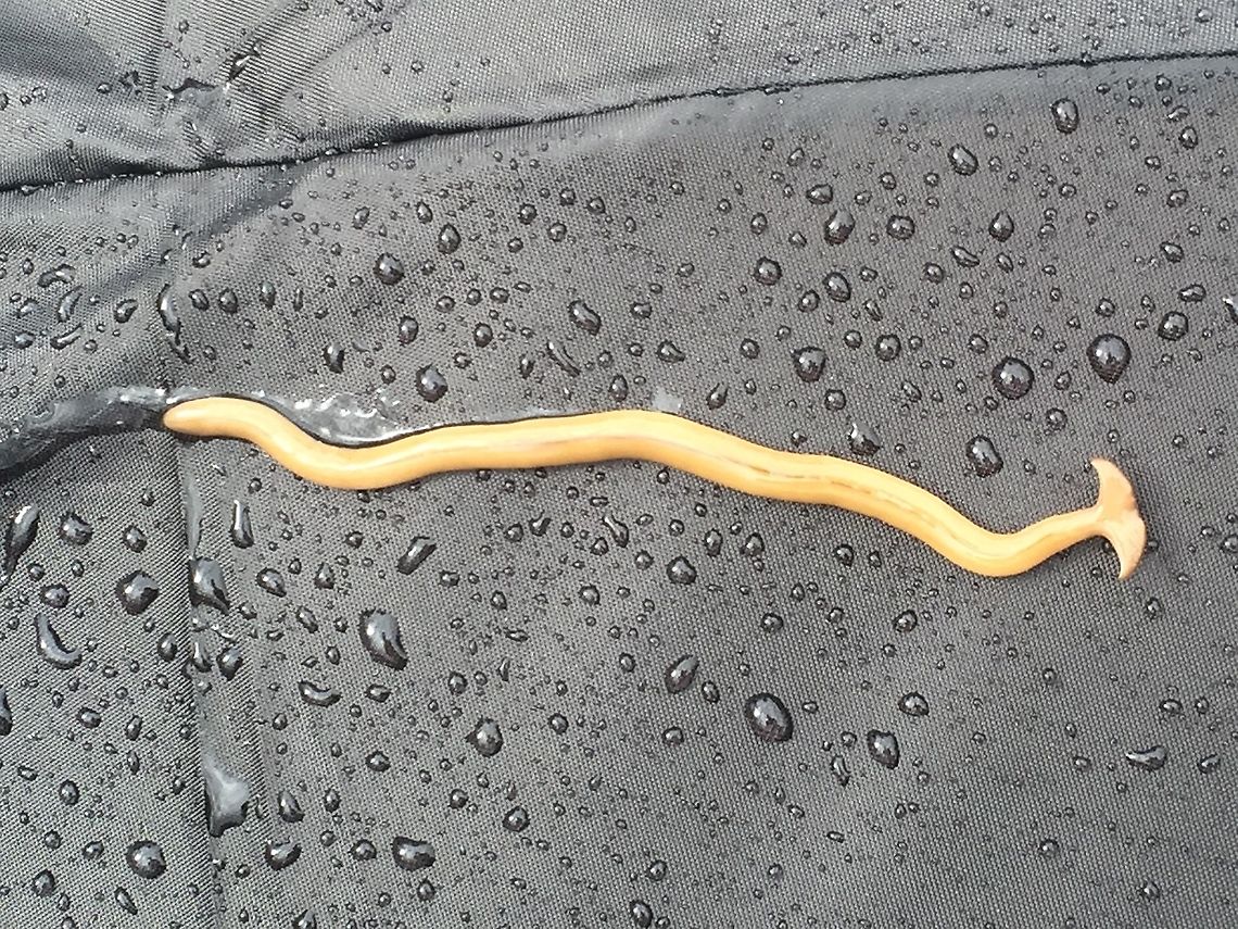 Hammerhead Worm (Genus: Bipalium) Bipalium is a genus of large predatory land planarians. They are often loosely called "hammerhead worms" or "broadhead planarians" because of the distinctive shape of their head region. Land planarians are unique in that they possess a "creeping sole", a highly ciliated region on the ventral epidermis that helps them to creep over the substrate.The name Bipalium comes from Latin bi-, &ldquo;two&rdquo; + pala, &ldquo;shovel&rdquo; or &ldquo;spade&rdquo;, because species in this genus resemble a pickaxe.<br />
For more information on these see: <section class="video"><iframe width="448" height="282" src="https://www.youtube-nocookie.com/embed/hx_Aj29OZyI?hd=1&autoplay=0&rel=0" frameborder="0" allowfullscreen></iframe></section> Geotagged,India,Summer