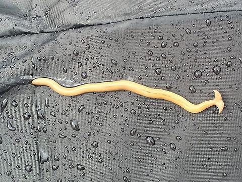 Hammerhead Worm (Genus: Bipalium) Bipalium is a genus of large predatory land planarians. They are often loosely called "hammerhead worms" or "broadhead planarians" because of the distinctive shape of their head region. Land planarians are unique in that they possess a "creeping sole", a highly ciliated region on the ventral epidermis that helps them to creep over the substrate.The name Bipalium comes from Latin bi-, &ldquo;two&rdquo; + pala, &ldquo;shovel&rdquo; or &ldquo;spade&rdquo;, because species in this genus resemble a pickaxe.
For more information on these see: https://www.youtube.com/watch?v=hx_Aj29OZyI Geotagged,India,Summer