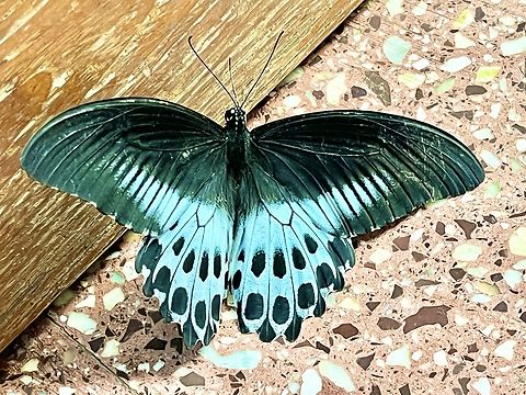 Blue Mormon at doorstep Entered the back door of my house from the back garden. Earlier also I had located just down the stairs from this back door.  Blue Mormon,Geotagged,India,Papilio polymnestor