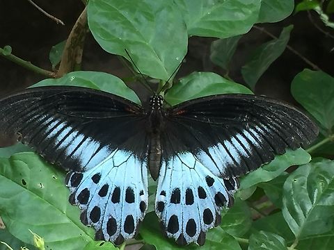 The Blue Mormon on a Jasmine Creeper, Kolhapur, Maharashtra, India Its Monsoon in India and on a sunny morning of 11 June 2020, I spotted this beautiful butterfly in the backyard of my bungalow. I took many pictures and as I could go close I tried to measure its wing span which turned out to be 15.8 cm X 6.7 cm. Surprisingly in spite of my scale being so close to it, it didn't fly till I touched it. The Blue Mormon is the second largest butterfly found in India (the largest being the Southern Birdwing). It is a large swallowtail butterfly found in South India and Sri Lanka. The bright florescent blue colour of wings with contrasting large black spots gives them a stunning look. It is a &lsquo;State butterfly&rsquo; of the Indian state of Maharashtra. By declaring it as a state butterfly, Maharashtra became first Indian state to have a state butterfly. Maharashtra state took this decision to make people interested in these lepidopterans and their conservation. The name &ldquo;Mormon&rdquo; was given because the male butterflies of this family have been observed to have several female partners (polygamy).  Blue Mormon,Butterfly,Geotagged,India,Papilio polymnestor,Spring,Swallowtail butterfly