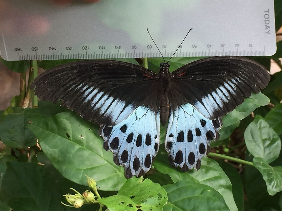 Papilio polymnestor  Blue Mormon,Papilio polymnestor