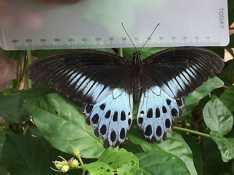 Papilio polymnestor  Blue Mormon,Papilio polymnestor