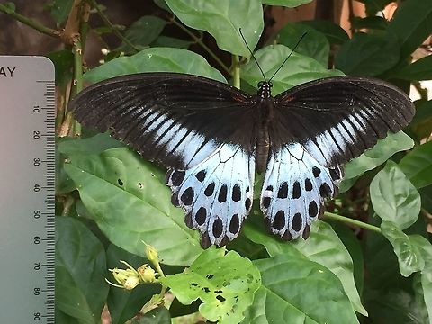 Papilio polymnestor  Blue Mormon,Geotagged,India,Papilio polymnestor,Spring
