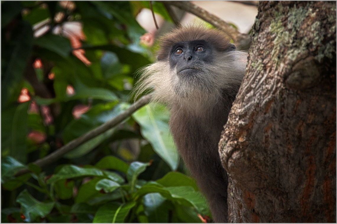 SL-853  Purple-faced langur,Semnopithecus vetulus