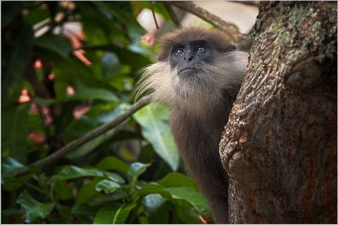 SL-853  Purple-faced langur,Semnopithecus vetulus