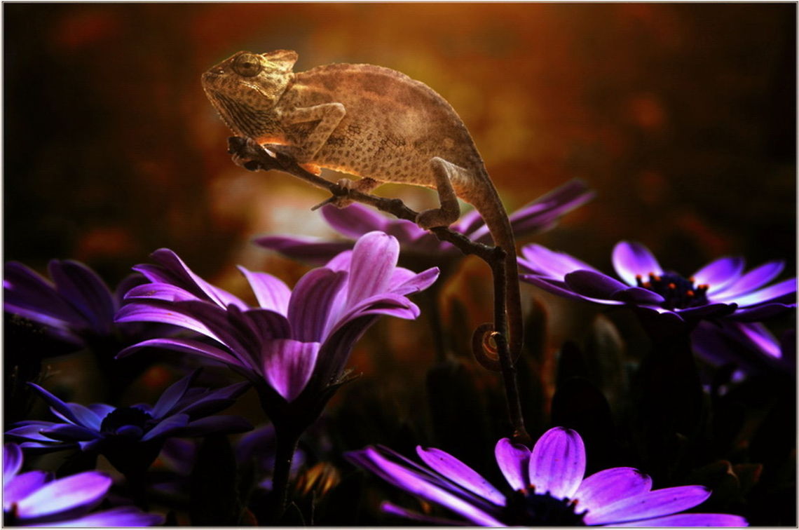 Lifeforms  Chamaeleo calyptratus,Chameleon,Veiled chameleon