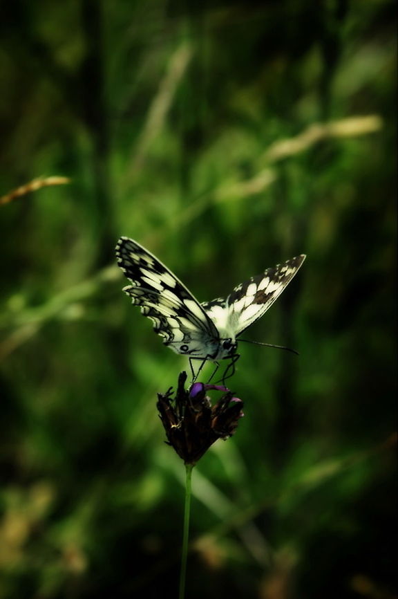Marbled White  Marbled White,Melanargia galathea