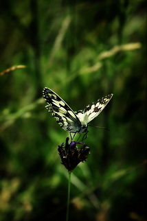 Marbled White  Marbled White,Melanargia galathea