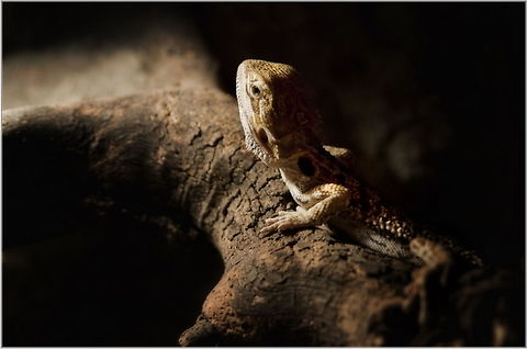 Who's there?  Lizard