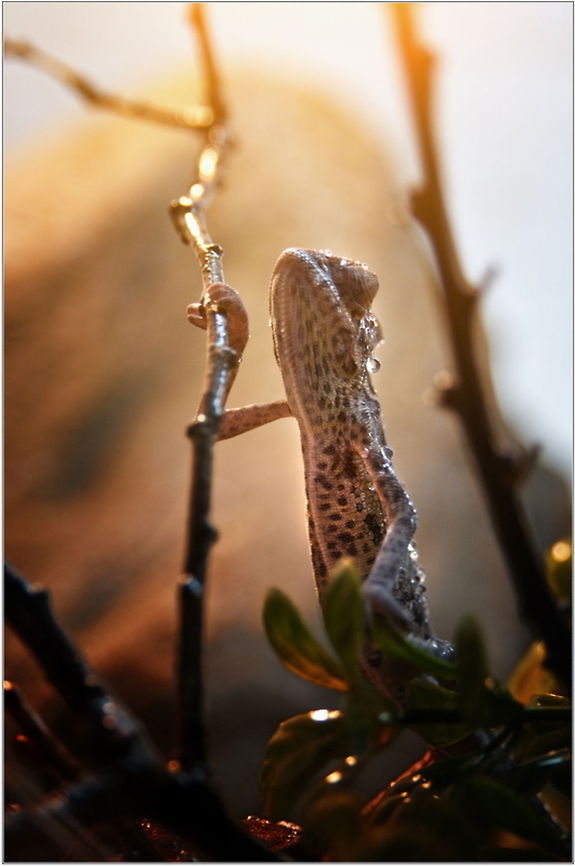 Looking up  Chamaeleo calyptratus,Veiled chameleon