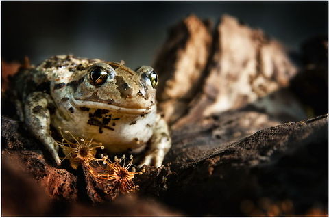 The big guy  Bufo viridis,European green toad,Pseudepidalea viridis