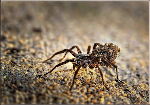 Mother & babies  spider