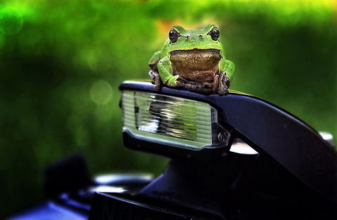 The little green one  European tree frog,Hyla arborea,green leaf frog