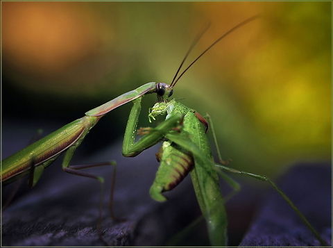Beast feast  European Mantis,Mantis religiosa