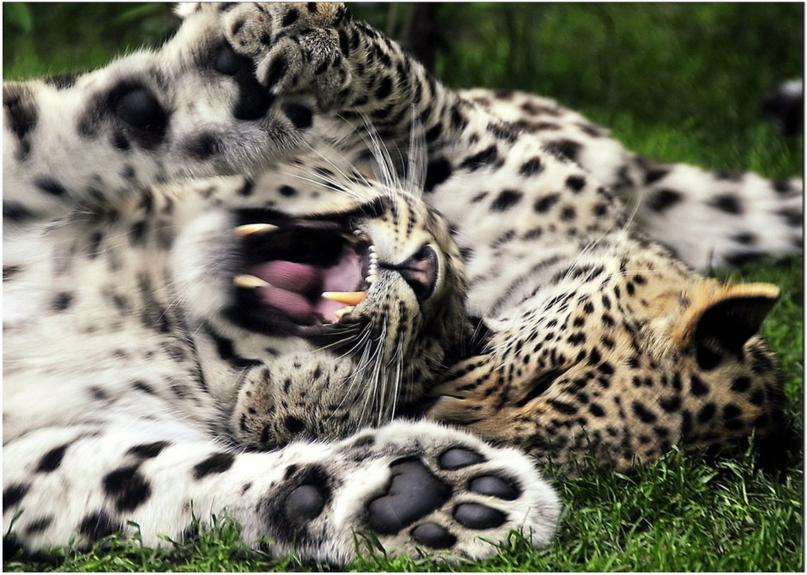 Games we play  Leopard,Panthera pardus,leopards