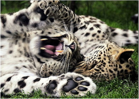 Games we play  Leopard,Panthera pardus,leopards