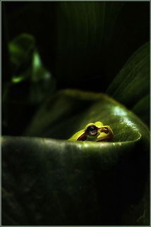 Fragile  European tree frog,Hyla arborea,green leaf frog
