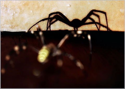 Who are you?  Argiope bruennichi,Wasp spider
